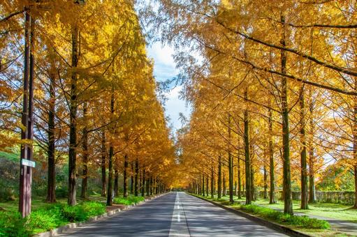 紅葉したメタセコイアの並木道2 紅葉したメタセコイアの並木道2 秋,紅葉,メタセコイアの写真素材