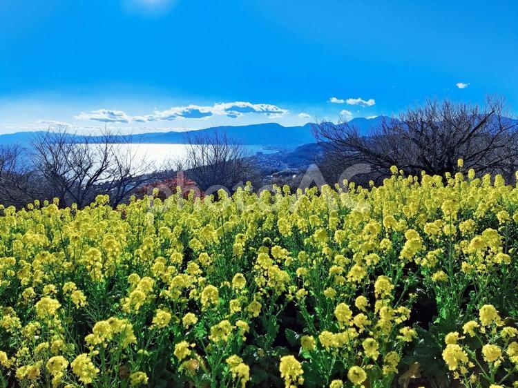 青空と菜の花畑 菜の花,花,日本の写真素材