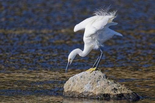 川魚を狙うコサギ コサギ,小鷺,シラサギの写真素材