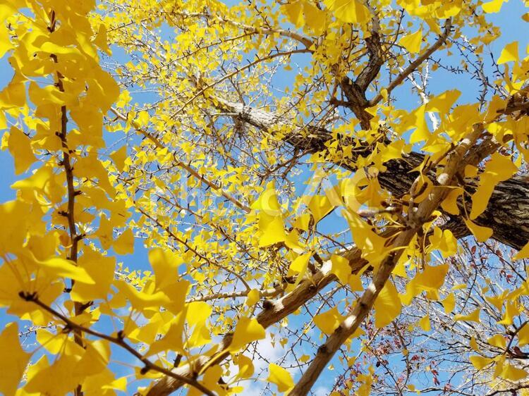 黄色く色づいたたくさんのイチョウの葉 イチョウ,紅葉,銀杏の写真素材