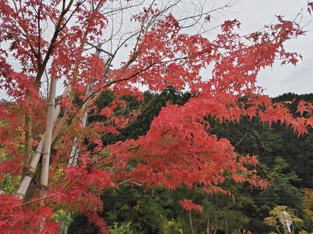 赤々と色づく紅葉 赤々と色づく紅葉 紅葉,秋,赤の写真素材