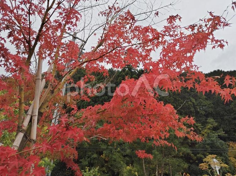 赤々と色づく紅葉 紅葉,秋,赤の写真素材