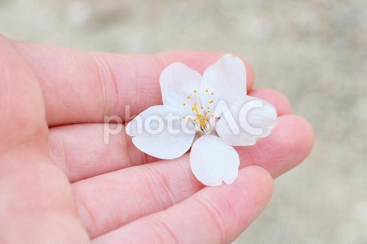 手にのせた桜の花 手,女性,ナチュラルの写真素材