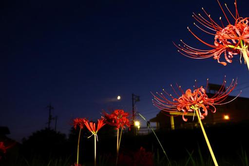 鮮やかな赤い彼岸花と月 鮮やかな赤い彼岸花と月の写真