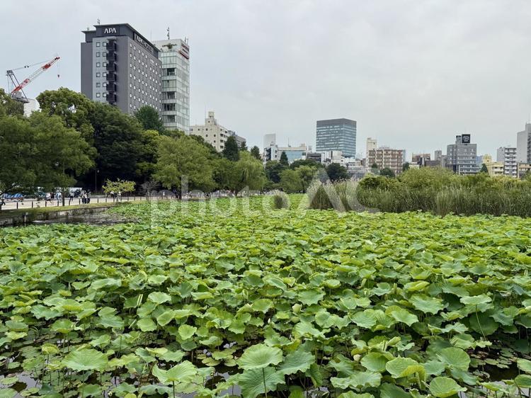 6月上旬の不忍池蓮池 びっしり,不忍池,上野の写真素材