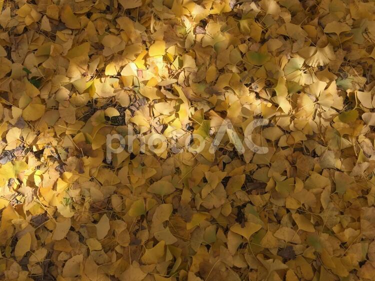 銀杏　いちょう　紅葉　イチョウ いちょう,イチョウ,晩秋の写真素材