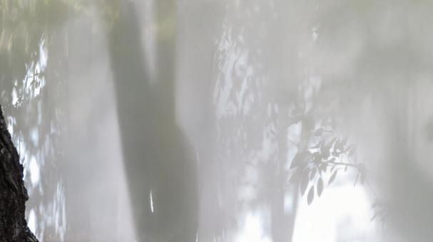 もみじと影 もみじと影の写真
