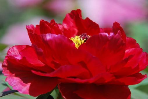 ボタンの花 ボタンの花の写真
