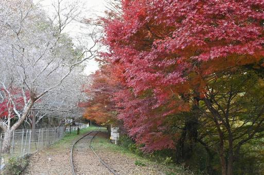 紅葉 紅葉の写真