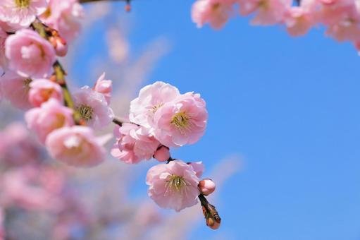 梅の花　春の訪れ 梅,春,花の写真素材