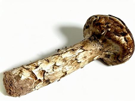 松茸 松茸,きのこ,食べ物の写真素材