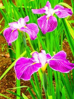 花菖蒲 花菖蒲の写真
