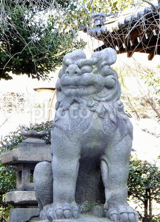 牛嶋神社の狛犬 牛嶋神社,狛犬,吽の写真素材