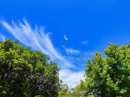 夏空 夏空の写真