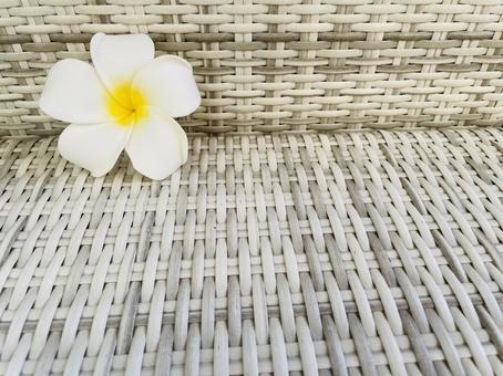 Plumeria, JPG Plumeria, JPG