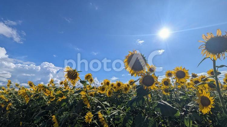 夏の青空と輝くひまわり畑 ひまわり,花畑,夏の写真素材