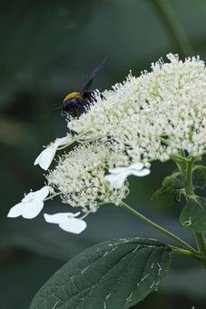 紫陽花とクマバチ 紫陽花とクマバチの写真
