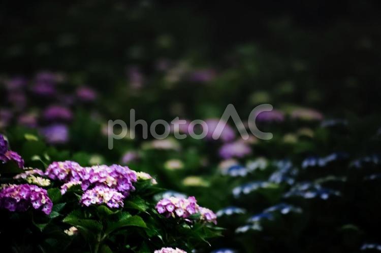＜五島の風景＞梅雨の風景と紫陽花の花 あじさい,紫陽花の壁紙,アジサイの写真素材