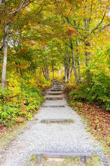 森の紅葉⑴ 森,木々,紅葉の写真素材
