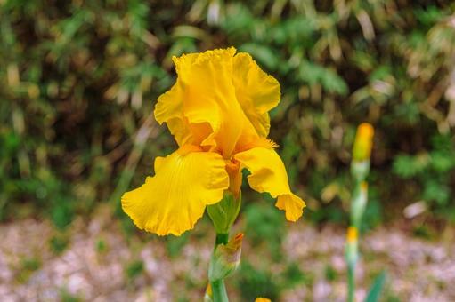 ジャーマンアイリス2ー18 ジャーマンアイリス,屋外,風景の写真素材