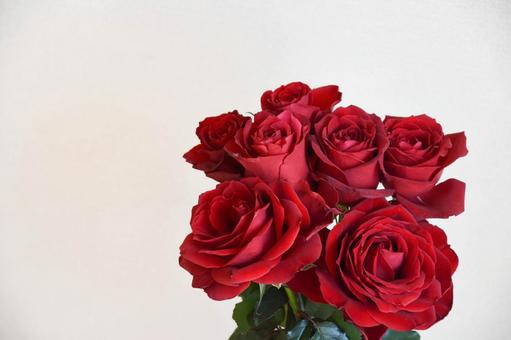 赤いばら 赤いばら ばら,薔薇,赤の写真素材