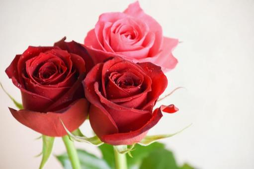 Photo, rose, roses, red roses, 