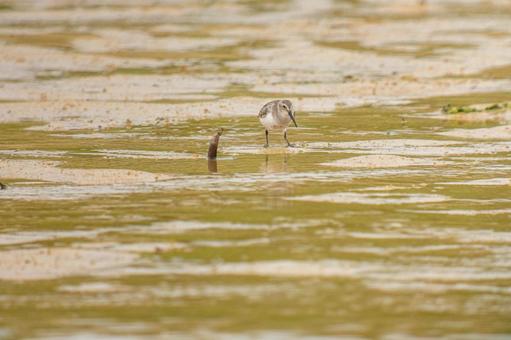 Photo, dunlin, siki, plover eyes, 
