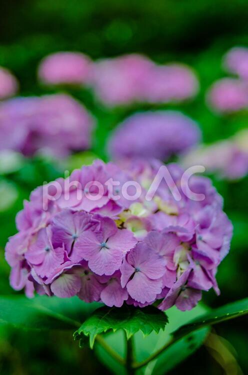 あじさい、アジサイ、紫陽花 紫陽花,あじさい,アジサイの写真素材