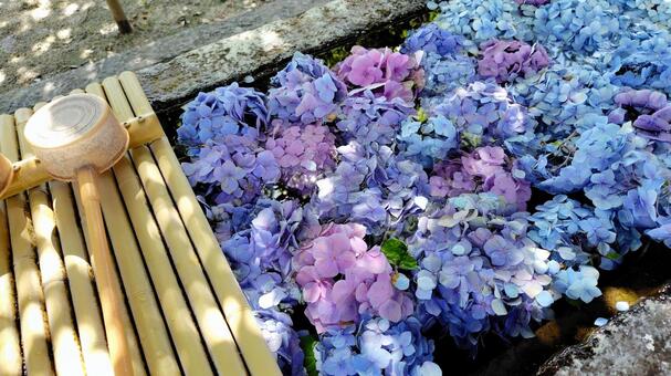 紫陽花の花手水 紫陽花,花手水,手水舎の写真素材