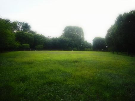 Afternoon grassland, JPG Afternoon grassland, JPG