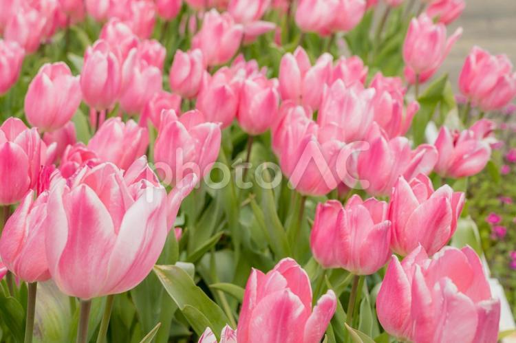 ピンクのチューリップ　春色 春色,春,花の写真素材