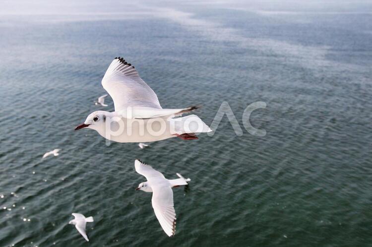 カモメ カモメ,ウミネコ,海の写真素材