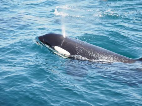 シャチの子供 シャチの子供 海の生き物,海,哺乳類の写真素材