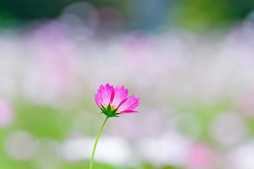A single cosmos flower illuminated by backlight, JPG
