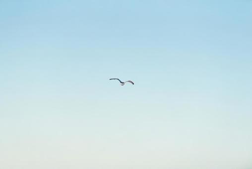 大空を優雅に舞うセグロカモメ 大空を優雅に舞うセグロカモメ セグロカモメ,渡り鳥,冬鳥の写真素材