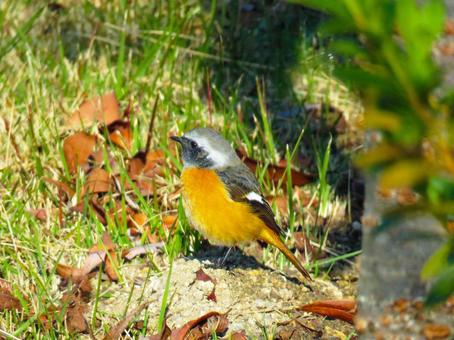 地面に降りたジョウビタキのオス ジョウビタキ,野鳥,動物の写真素材