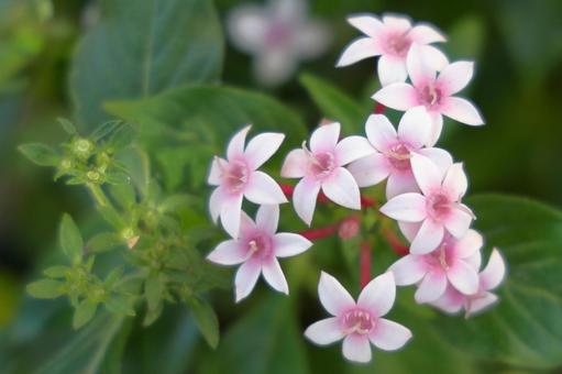 ペンタス ペンタス,小さい花,星形の写真素材