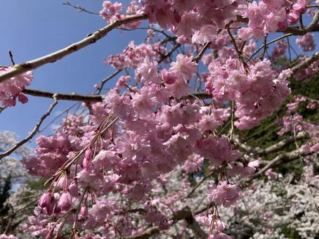 春の花 春の花の写真