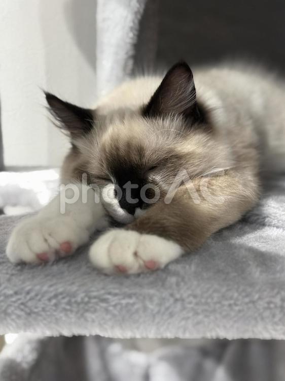 猫の気持ち ねこ,飼い猫,ラグドールの写真素材