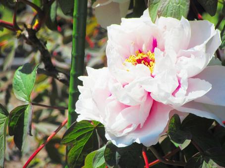 ボタンの花 ボタンの花の写真