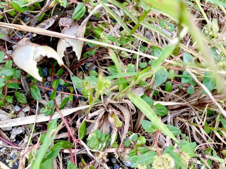 草むらに潜むカニ 蟹,かわいい,生き物の写真素材