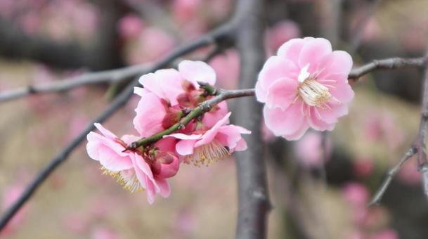 梅花粉色, JPG 梅花粉色, 梅花, 春天, 花卉, JPG