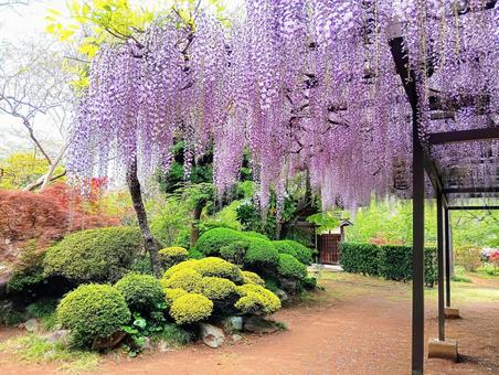 Kannonji Garden, Kashiwa City, Chiba Prefecture, JPG