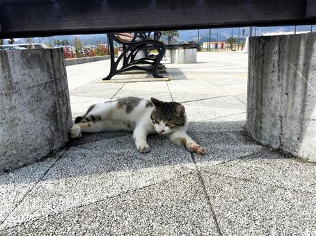 Photo, nap, afternoon, shade, 