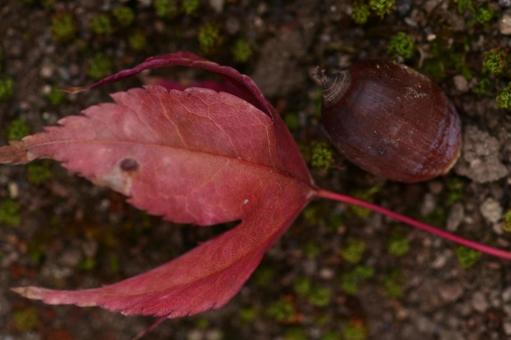 落葉とドングリ ドングリ,落ち葉,紅葉の写真素材