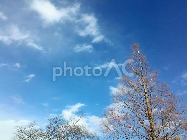 お出かけ日和の冬の空 青空,冬,枯れ木の写真素材