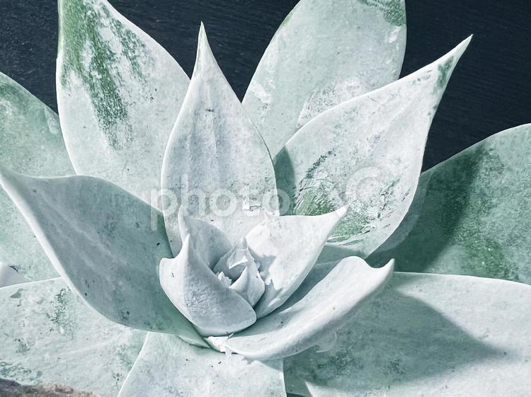 ダドレア属の多肉植物　仙女盃2 多肉植物,仙女盃,ダドレアの写真素材