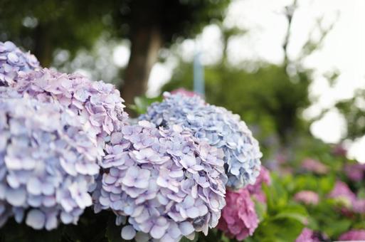 紫陽花 紫陽花 紫陽花,梅雨,花の写真素材