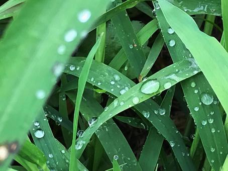 恵みの雨 恵みの雨 雨,雫,草むらの写真素材