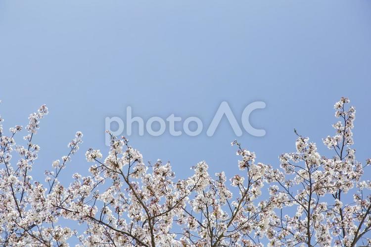 青空と桜 桜,青空,福岡の写真素材